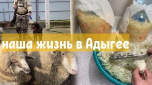 Жизнь на юге/ ЗАСОЛКА КАПУСТЫ / Очень нужный подарок/Мои охотники/