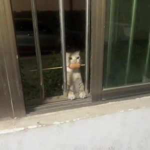 #смехиужас #вируснаяволна #lovecats #прикольныеистории #мемыспорты #потрясное #скетчи #catrelax