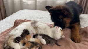 Щенка немецкой овчарки впервые знакомят с мамой-кошкой и её котятами