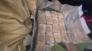 В Сочи начали вакцинировать диких животных