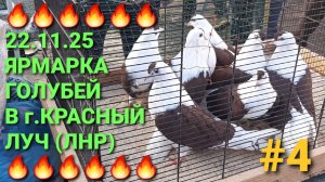 🔥🔥🔥 Ярмарка голубей в г.Красный Луч. Птичий рынок 22.11.25. Часть 4. Pigeons Fair. Bird Market.