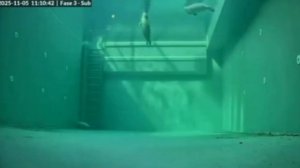 А вот так спят тюлени 🦭 🧐 😇