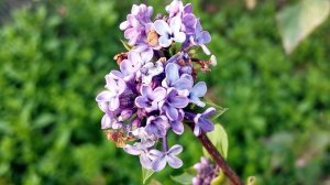 Малина и клубника в ноябре цветёт сирень