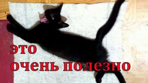 Массаж котёнка - холка, загривок и лапки.