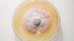 Поражает пах и ягодицы: опасный грибок стремительно распространяется по Европе