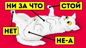 15 вещей, которые кошки не любят, но не могут об этом сказать