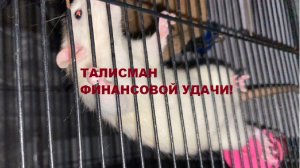 Талисман финансовой удачи - белая крыса