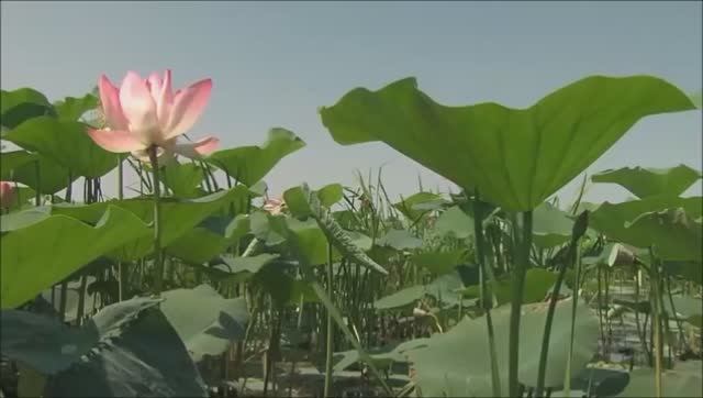 Как слабым словом сердцу передать...Симон Безкровный.