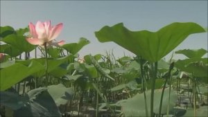 Как слабым словом сердцу передать...Симон Безкровный.