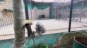 Лида стала УВЕРЕННОЙ в СЕБЕ гамадрилой, еду берет уже фактически без спроса)))