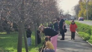 Аллею тюльпанов высадили жители поселка Лорис в Краснодаре перед Днем матери