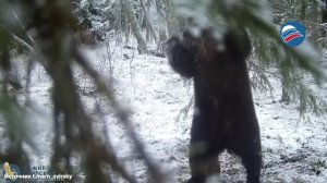 Зимняя спячка пошла не по плану: танцующий медведь привлёк внимание в Нижне-Свирском заповеднике