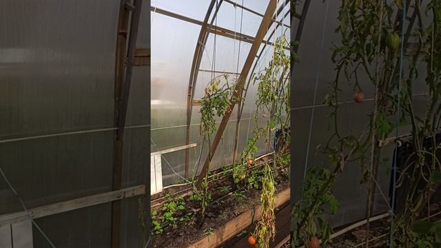 теплица 25 ноября #осень #урожай #теплица #уходзатеплицей