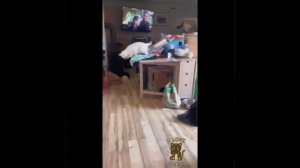 Видео от МЯУтаверс – как метавселенная, но с котами