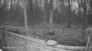 LIVE: На лесной опушке. Природа онлайн