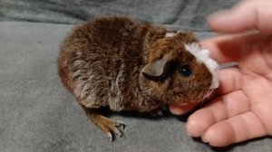 американский тедди золотой агути с белым и золотом, чалый