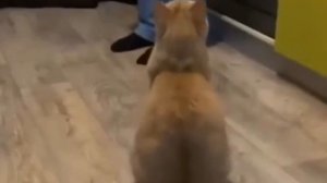 Бывают и коты, которые знают команду, их называют:"Коты-собаки".