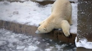 Медвежата Белка и Стрелка успевают покататься по льду, поваляться в снегу, поплавать  среди льдинок.