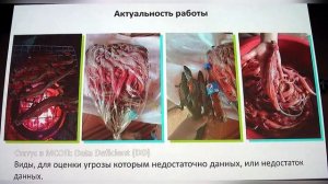 Содержание и разведение алжирской саламандры Salamandra algira splendens (Amphibia, Caudata) в усло