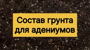 Из каких компонентов состоит грунт для адениумов. 24 ноября 2025 г.