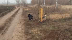 Застрял на заборе. Спасли собаку.