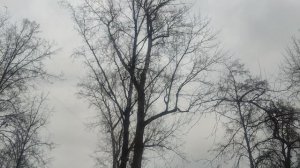 коты 😻 и кошки 🐱 нуждаются в вашей помощи творите добро и прогноз от волшебника 25 ноября