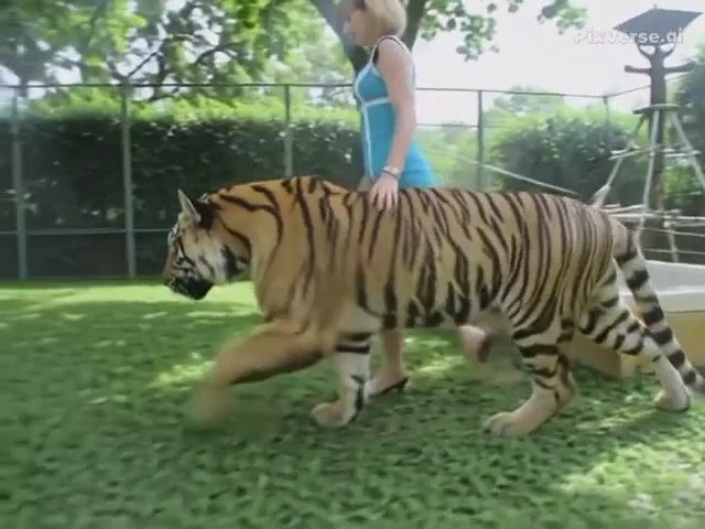 Девушка идёт с тигром!