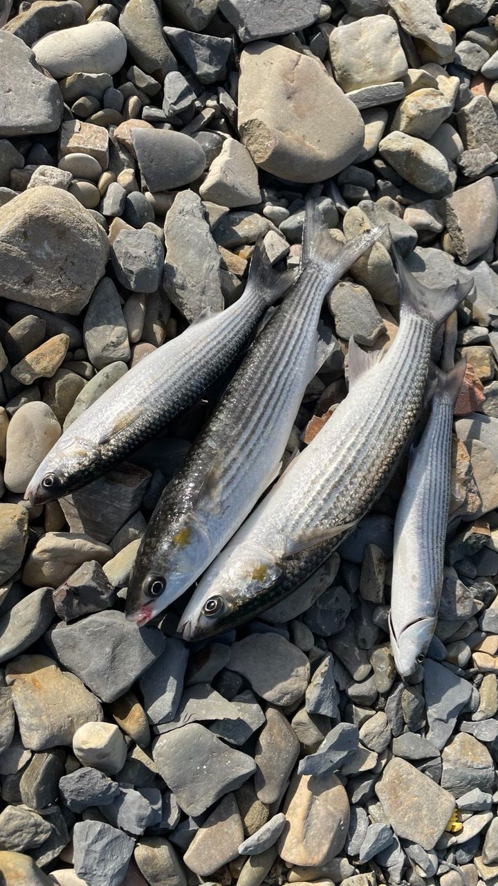 Кефаль, ловля кефали, на спиннинг с берега на бомбарду