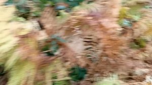 #какой красивый парортник