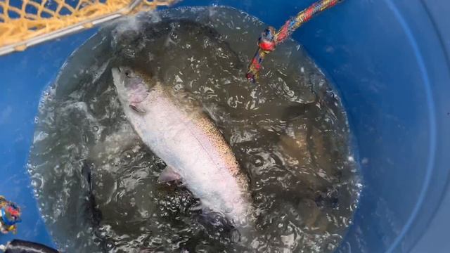 Очередная партия Форели