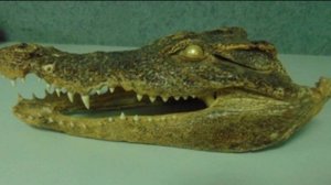 В аэропорту Уфы пассажир попытался провезти через таможню чучело головы крокодила