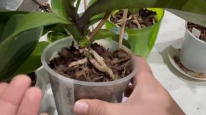 Как себя чувствуют орхидеи реаниашки?!