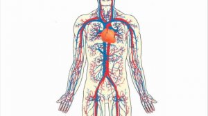 Разработки для учителей "Курс по анатомии человека для детей младших классов"