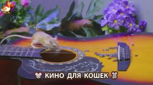 Видео для кошек про крысок развлекать питомцев 🐭🐀😂 (385)