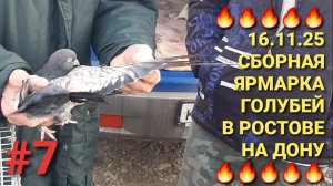 🔥💥🔥Сборная ярмарка голубей в Ростове на Дону. Птичий рынок 16.11.25. Часть 7. Pigeons Fair.