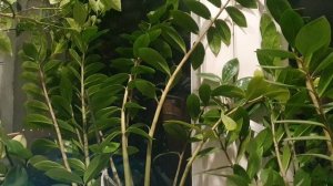 В Высь улетае душа...