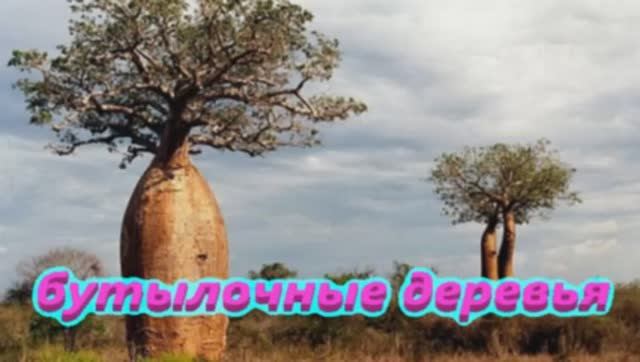 Бутылочные Деревья