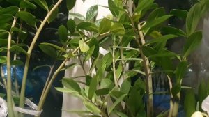 Зимнее очарование...