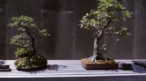 .... Как появился Бонсай....