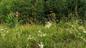 Порог предательства.