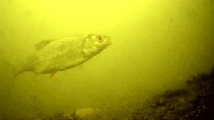 Очень МНОГО ПЛОТВЫ! ПОДВОДНАЯ СЪЁМКА Плотвы в конце ЗИМОЙ