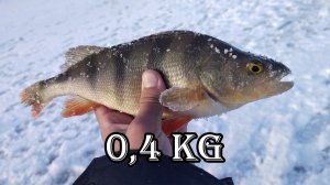 ОКУНИ ГОРБАЧИ КЛЮЮТ НА БАЛАНСИРЫ! ОГРОМНАЯ ПЛОТВА НА МОРМЫШКУ! Зимняя рыбалка на разную рыбу