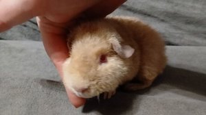 американский тедди лилово-кремовый