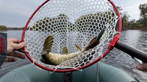 Ловля щуки на воблеры. Проверенные места не подвели.