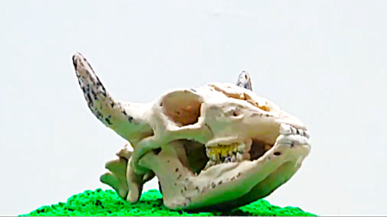 ЛЕПИМ из ПЛАСТИЛИНА ЧЕРЕП БЫКА