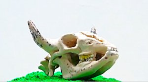 ЛЕПИМ из ПЛАСТИЛИНА ЧЕРЕП БЫКА