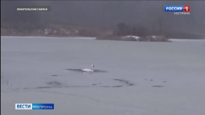 Одинокий лебедь попал в ледовый плен на костромском озере