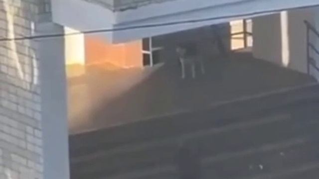 Во Львове родители учеников устроили стрельбу во дворе школы