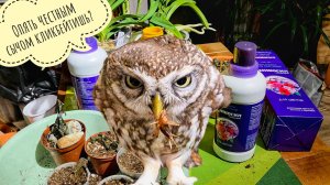 Размножаю церопегию "Чёрный Дракон",а у Аминосила Чёрная Пятница! Как применяю Аминосил для растений