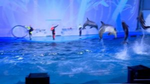 Премьера нового шоу роботов в Океанариуме!